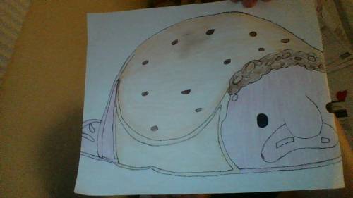 Like my drawling? (burrito blobfish :D)