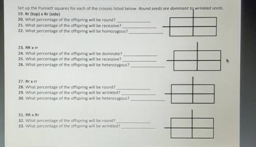 set up the punnett squares for each of the crosses listed below. round seeds are dominant to wrinkl