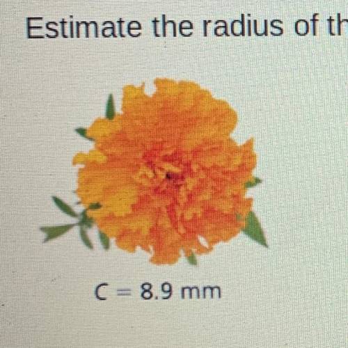 Estimate the radius of the object. Round to the nearest hundredth if necessary.
C = 8.9 mm