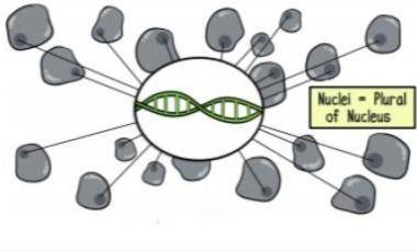 A picture says it!

18. Explain what this image represents regarding where your entire DNA code ca
