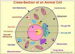 First Correct Gets Brainliest

(its an animal cell)
Label the numbers on the graph and write a brie
