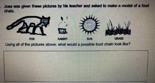 What would a possible food chain look like