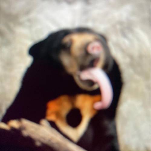 How does the sun bear use its long tongue to survive?