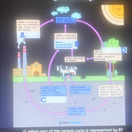 What part of the carbon cycle is represented by B?