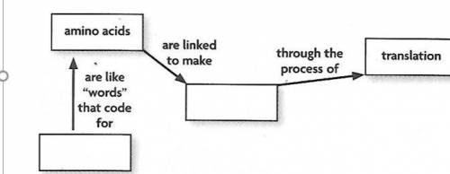 Fill in the blanks to complete the concept map for the process of translation