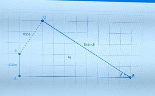 As part of an art installation, Larry wants to tie a piece of rope from the end of a 10m branch tha