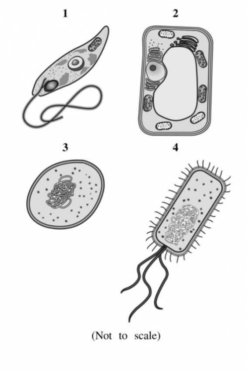 Which one is Prokaryotic? (multiple)
No links or spam