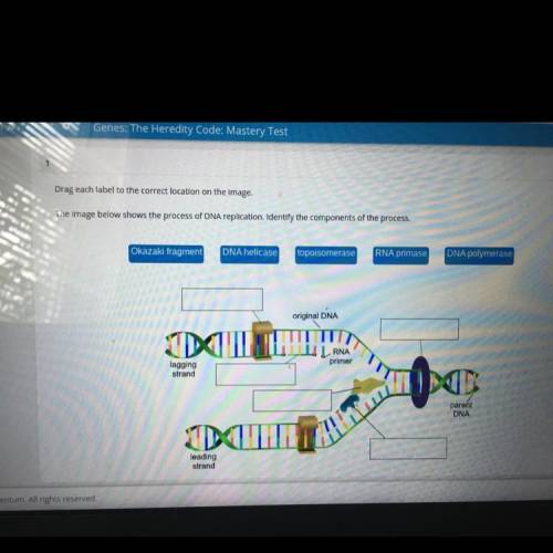 Drag each label to the correct location on the image.

The image below shows the process of DNA re