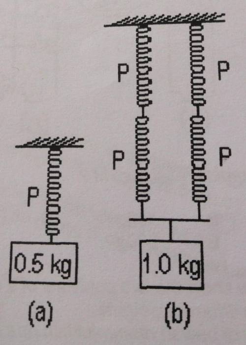 Figure (a) shows a spring P extends by 5 cm when it is hung with a 0.5 kg

 
weight. Figure (b) sho