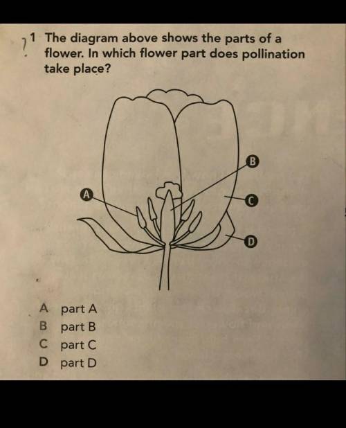 The answer isnt A, why keep saying A? pollination literally starts on the stigma and then the seeds