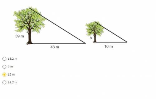Given the diagram below, find the height of the shorter tree.

16.2 m
7 m
13 m
19.7 m