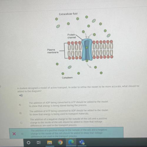 a student designed a model of active transport.in order to refine the model to be accurate,what sho