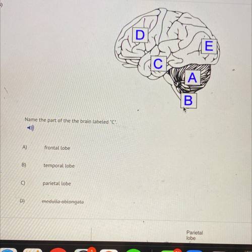 B

Name the part of the the brain labeled C.
A)
frontal lobe
B)
temporal lobe
C
parietal lobe
D)