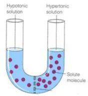 If the solutes in this diagram (​Figure 3​) are unable to pass through the dividing membrane, hypot