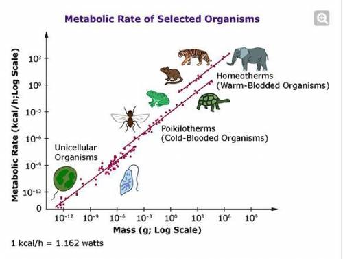 What type of animal would represent the shift from negative log metabolic rate and mass to positive