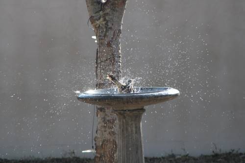 RATING 
by me
bird taking a bath!