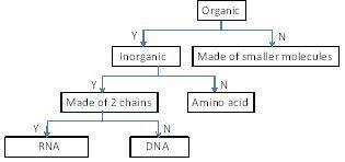 **100 POINTS** DNA is an organic molecule that is the code of life. DNA is made up of smaller molec