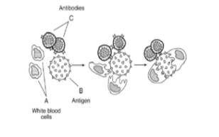 4. The diagram below represents one possible immune response that can occur in the human body.

**