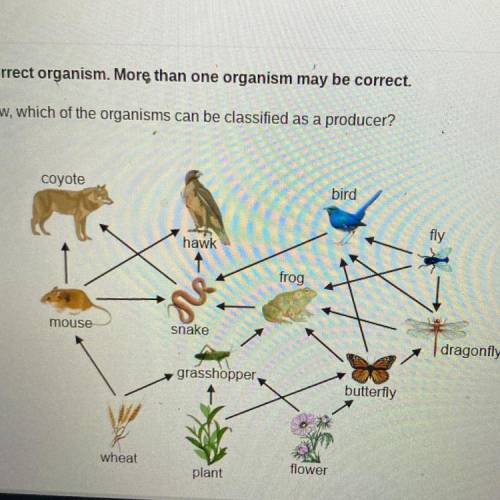 Directions: Select each correct organism. More

than one organism may be correct.
In the food web