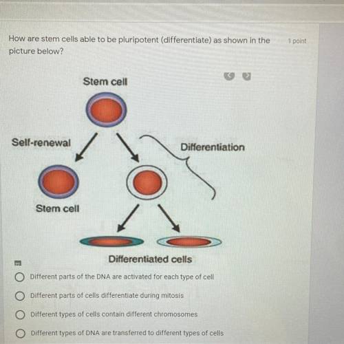 How are stem cells able to be pluripotent (differentiate) as shown in the

picture below?
Stem cel