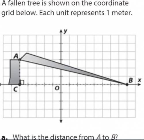 A fallen tree is shown on the coordinate grid below. each unit represent 1 meter