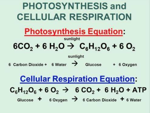 PLEASE HELP! I DONT UNDERSTAND

what is the equation of Photosynthesis and cellular respiration in