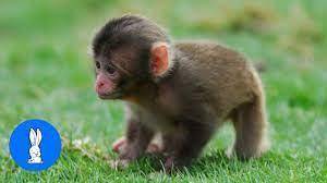 Baby monkeys YAYYYYYYYYYyy