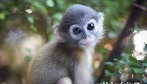 Baby monkeys YAYYYYYYYYYyy