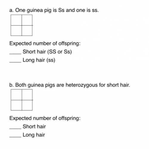 PLEASE HELP!

In guinea pigs, short hair, S, is dominant to long hair, s. Complete the following P