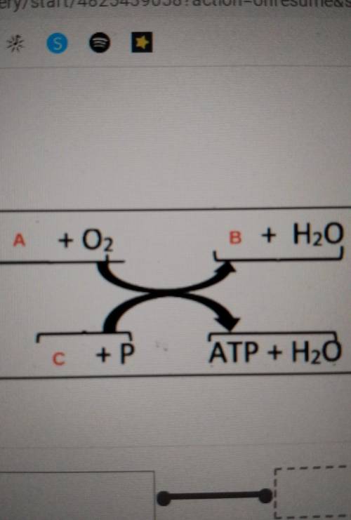 A + O2 B + H2O C. + P ATP + H2O​