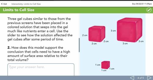 How does this model support the conclusion that cells need to have a high amount of surface area re