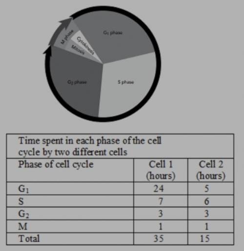 Analyze the cell cycle diagrams of two different types of cells.  Compare and contrast the length o