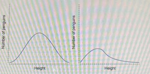 The curve on the left shows the height of a population of penguins. The curb on the right shows the