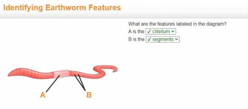 Identifying Earthworm Features
Answer Attached!