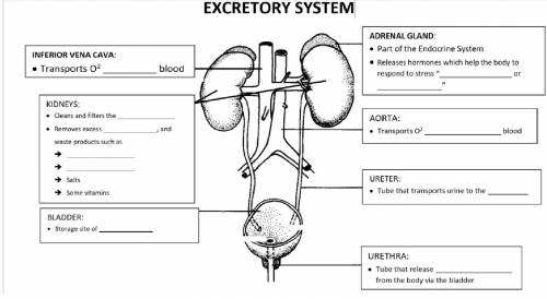 Excretory System label, Please help with BRAINLIST if correct, if you scam and put links i will rep