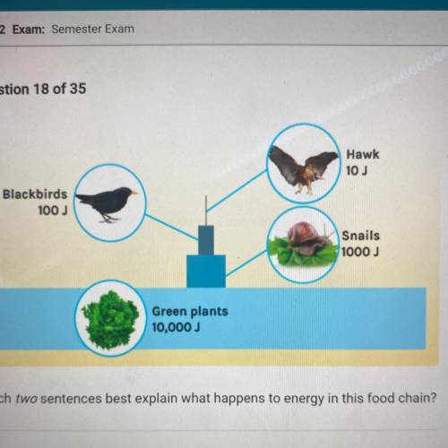 Help

Which two sentences best explain what happens to energy in this food chain?
O A. Energy
