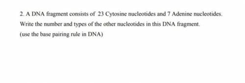 What is the number and types of the other nucleotides in this DNA fragment? ​