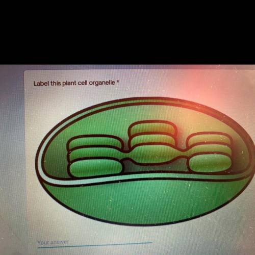 What is the name of this plant cell?