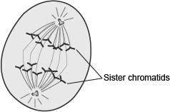 The following diagram shows a stage of a cell during mitosis. An oval has sister chromatids lined u