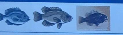 The images show two modern fishes and a fossil of an extinct fish.

Click on two statements that s