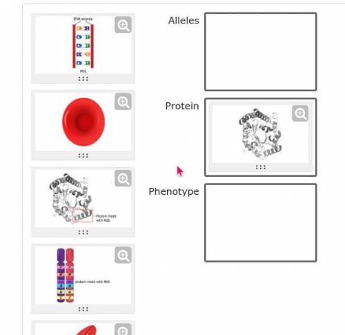 Please help me 

Select and order the images representing the alleles that code for sickle c