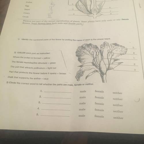 On the second flower tell me what to color(read the instructions) will give brain liest