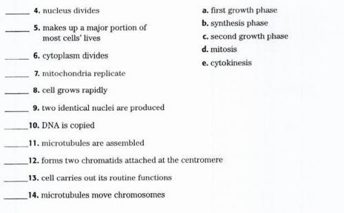 Match each statement with the phase of the cell cycle it describes. Write the letter

of the corre