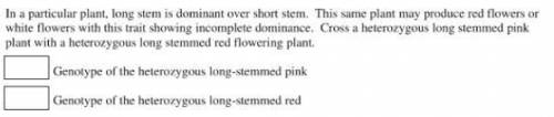 In a particular plant, long stem is dominant over short stem. This same plant may produce red flowe