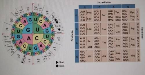 Which codon codes for start and methionine (MET)? A- AACB-AGUC- UGAD- AUG​