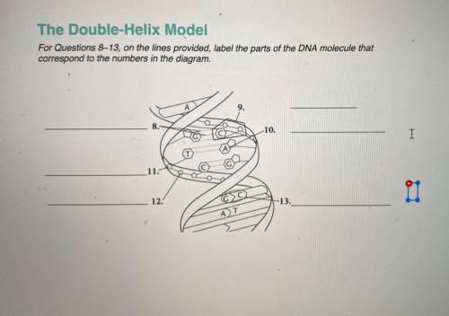 The double-helix model/ label
Answer these questions