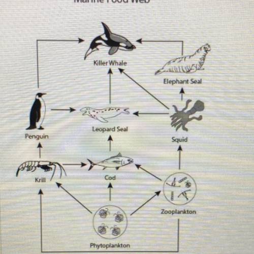 Using the marine food web below, on what trophie level are the squid?

Marine Food Web
Motion