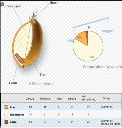 What purpose does the endosperm serve in the seed?