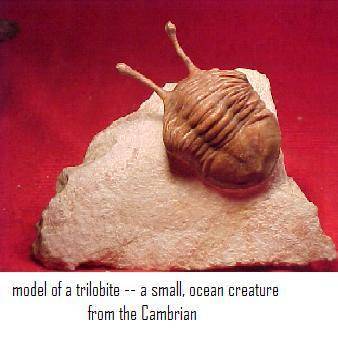 About 530 million years ago, an evolutionary period known as the Cambrian explosion took place. L