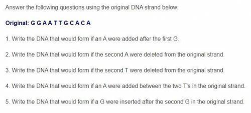 Answer the following questions using the original DNA strand below.

 
Original: G G A A T T G C A